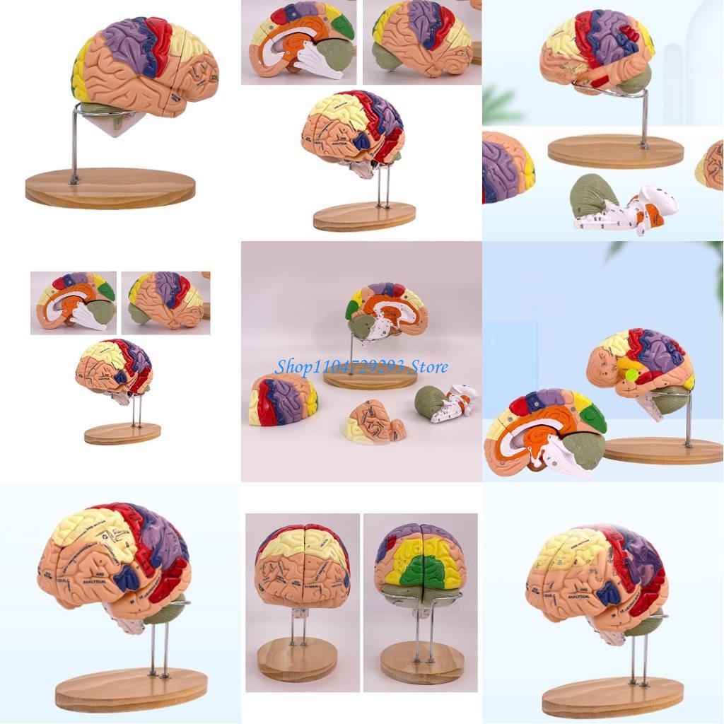 Y2GD Anatomical Human Model fo – обзор и цена Medical Lab And Science