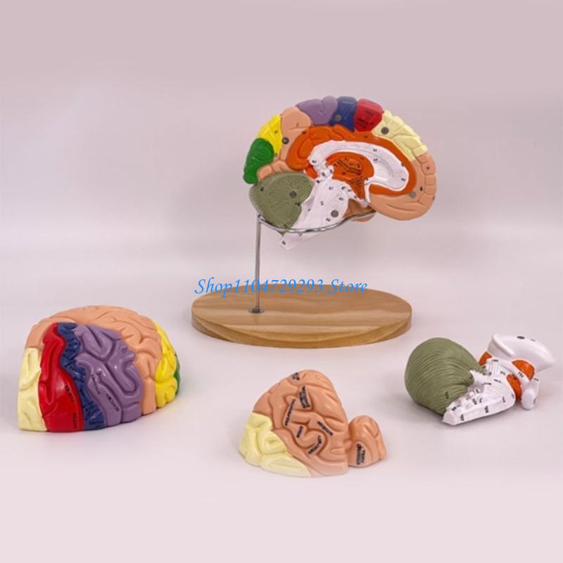 Y2GD Anatomical Human Model fo – обзор и цена Medical Lab And Science