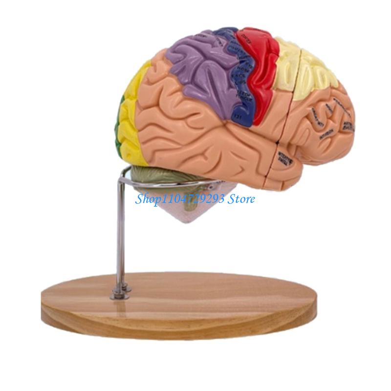 Y2GD Anatomical Human Model fo – обзор и цена Medical Lab And Science