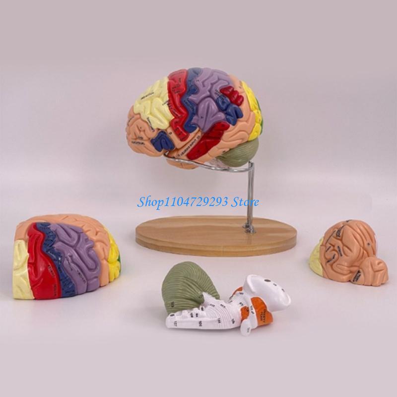 Y2GD Anatomical Human Model fo – обзор и цена Medical Lab And Science