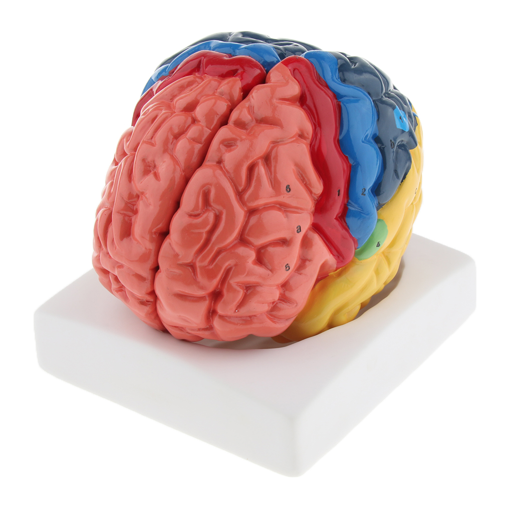 Lifesize Brain Model Realistic – обзор и цена Medical Lab And Science