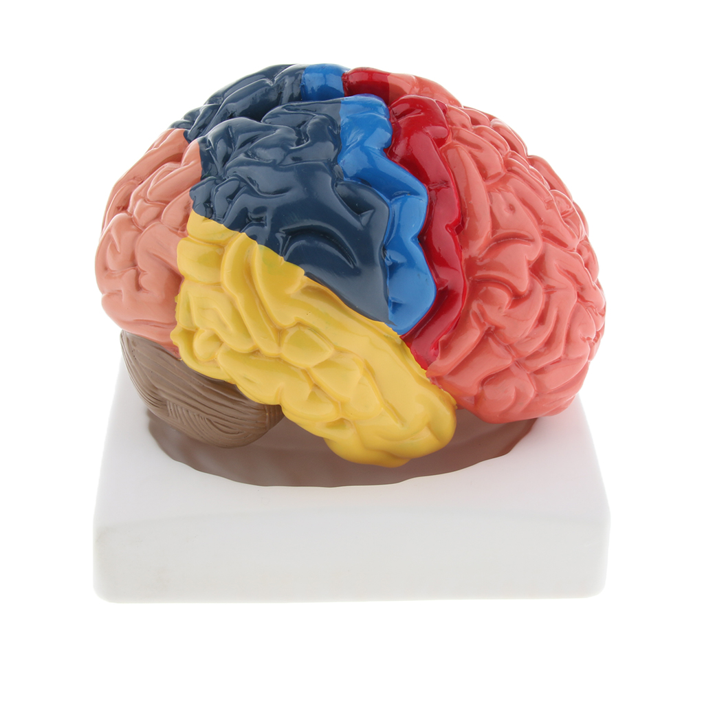 Lifesize Brain Model Realistic – обзор и цена Medical Lab And Science
