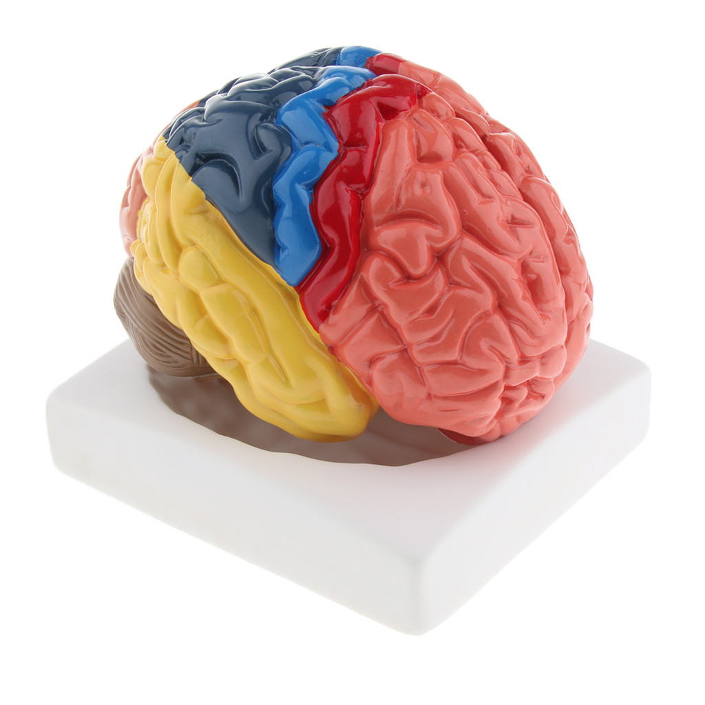 Lifesize Brain Model Realistic – обзор и цена Medical Lab And Science