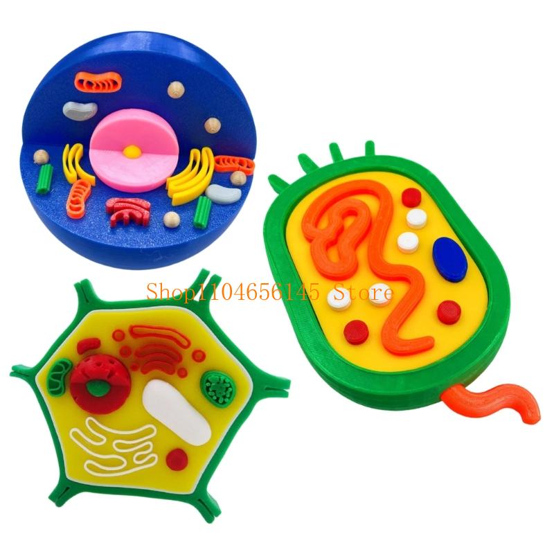 Anatomical Animal and Plant Ce – обзор и цена Medical Lab And Science