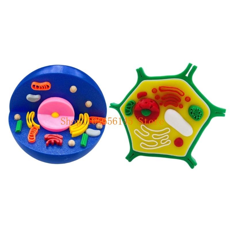 Anatomical Animal and Plant Ce – обзор и цена Medical Lab And Science