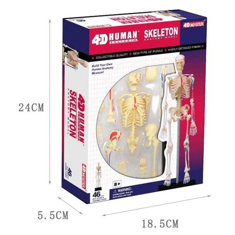4D Master Human Skeleton Anato – обзор и цена Medical Lab And Science