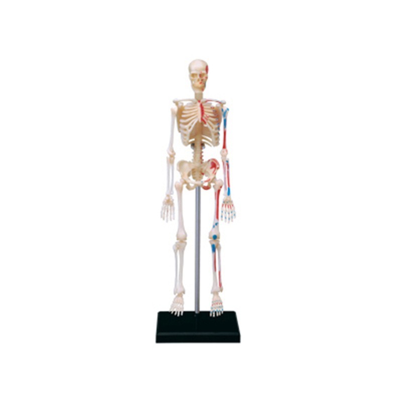 4D Master Human Skeleton Anato – обзор и цена Medical Lab And Science
