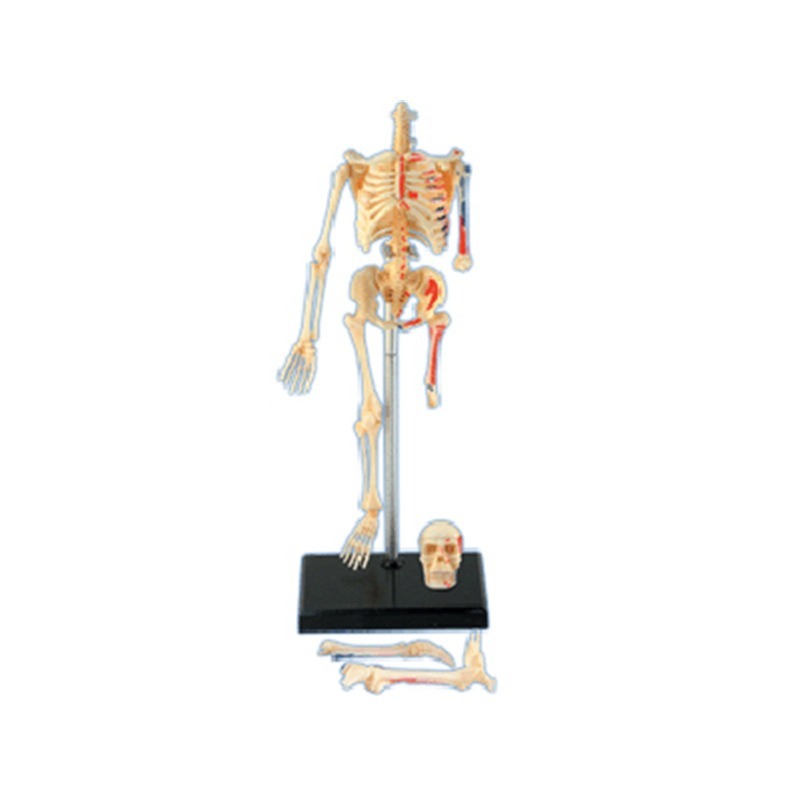 4D Master Human Skeleton Anato – обзор и цена Medical Lab And Science