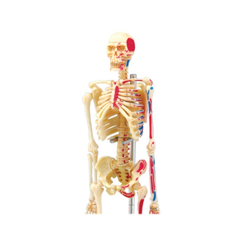 4D Master Human Skeleton Anato – обзор и цена Medical Lab And Science